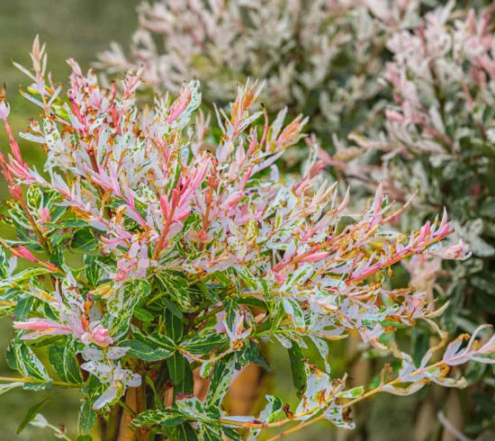 Saule crevette 'Hakuro nishiki'