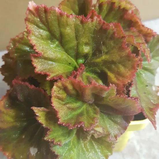 Bégonia parfumée 'Pink delight'