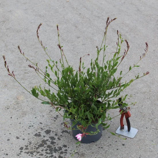 Gaura 'Freefolk rosy'