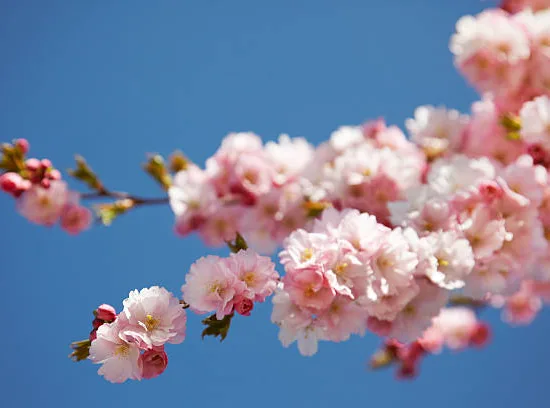 Cerisier du japon 'Accolade'