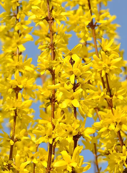 Forsythia 'Week end'