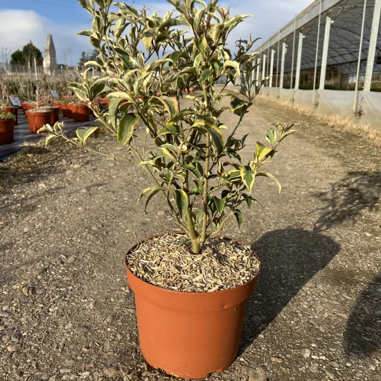 Troène luisant 'Tricolor'