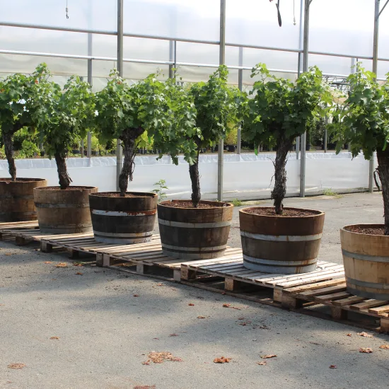 Vigne 'De table'