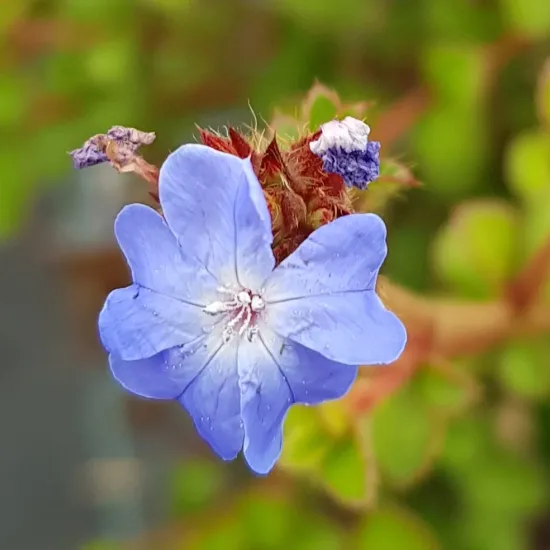 Plumbago de chine