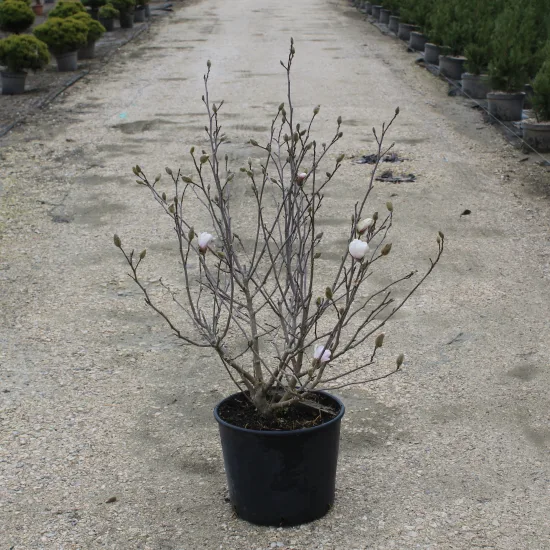 Magnolia étoilé