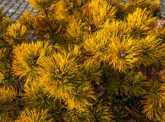 Pin de montagne 'Carsten s wintergold'