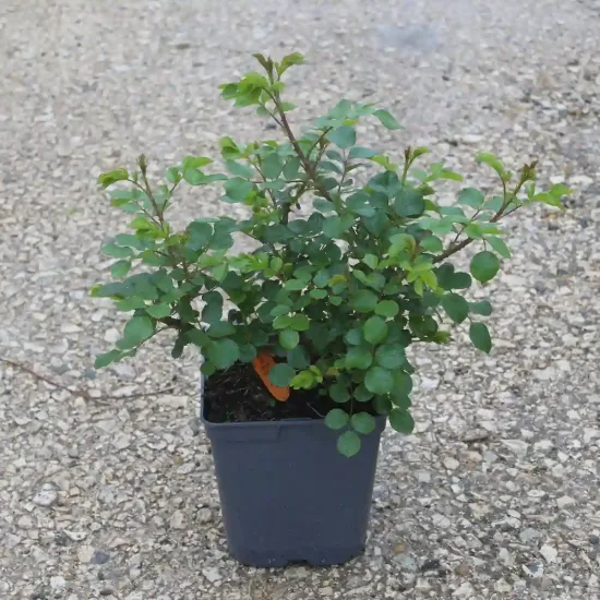 Rosier 'Les quatre saisons '