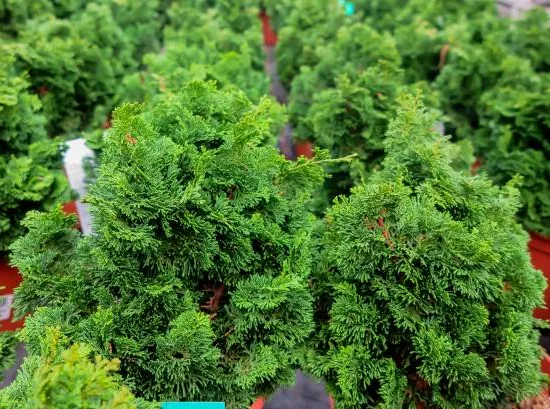 Cyprès du japon 'Nana gracilis'