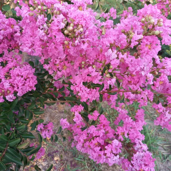 Lilas des indes 'Auguste violet'