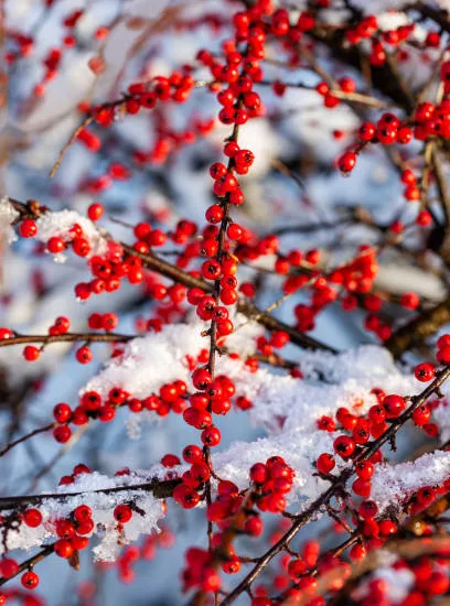 Cotoneaster rampant panaché