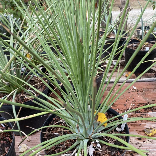 Agave à feuilles striées 'Falcata blue'