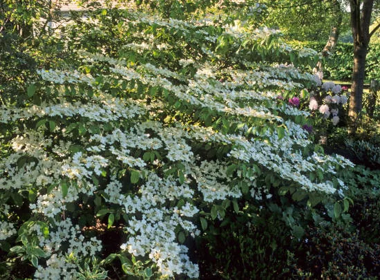 Viorne de chine 'Mariesii'