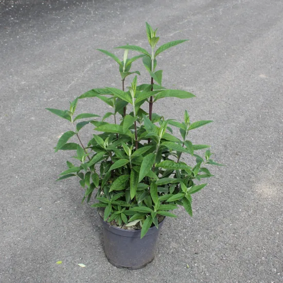 Arbre aux papillons 'rouge royal'