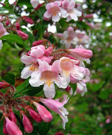 Buisson de beauté 'Pink cloud'
