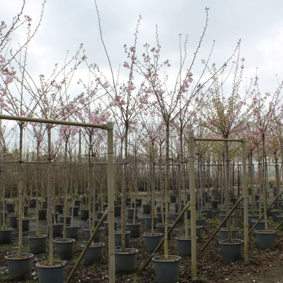 Cerisier du japon 'Accolade'