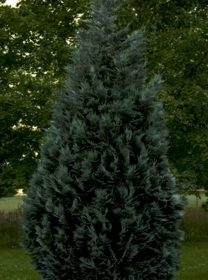 Cyprès de lawson 'Ellwoodii'