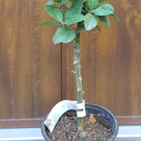 Citron vert 'Mexicana'