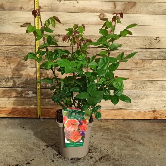 Rosier 'Henri delbard '
