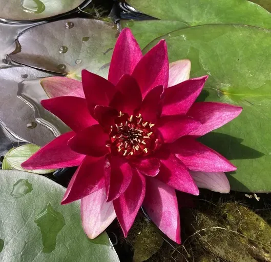 Nénuphar 'Xia fei'