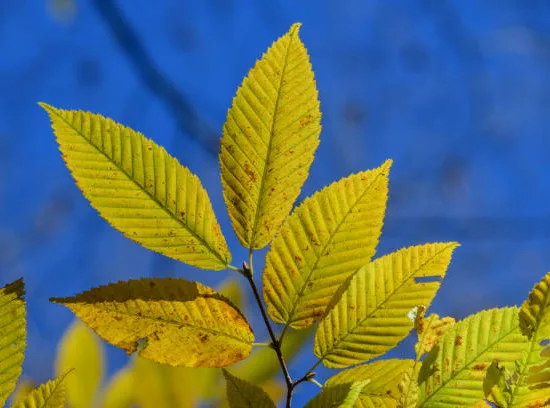 Érable à feuilles de charme