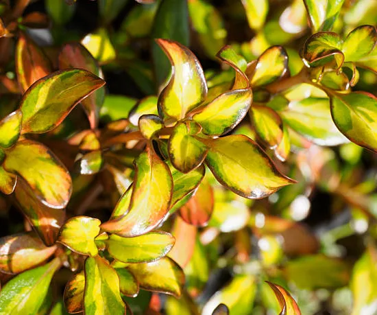Coprosme 'Evening glow'