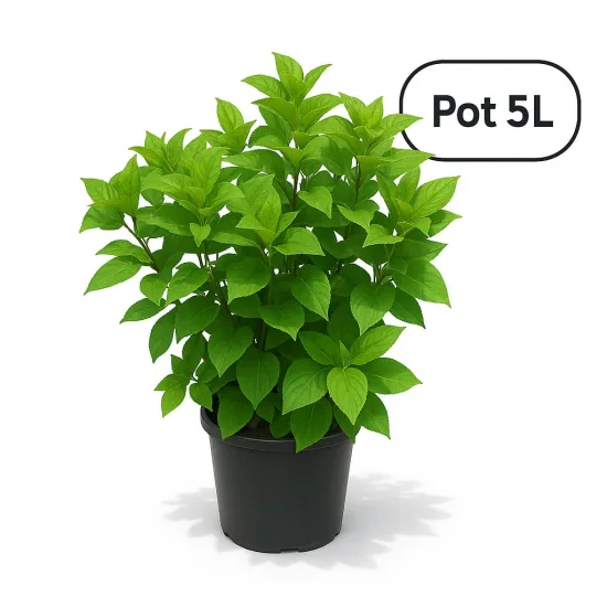Hortensia paniculé 'Little lime'