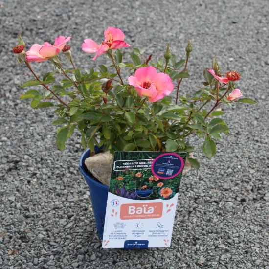 Rosier 'Baia '