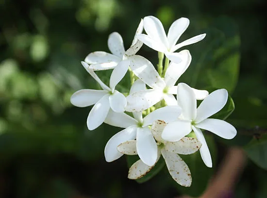 Jasmin