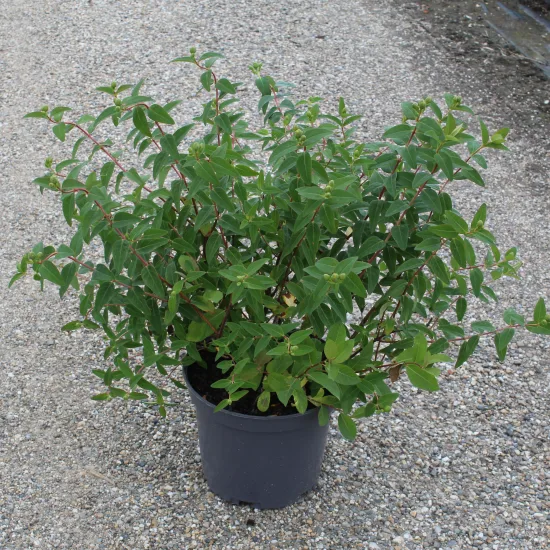 Millepertuis de hooker 'Hidcote'