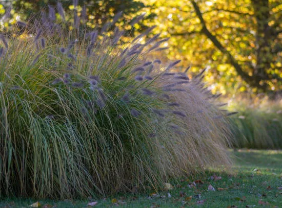 Herbes aux écouvillons 'Red head'