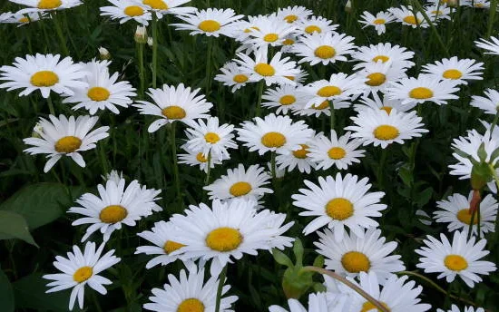 Marguerite 'Snowcap'