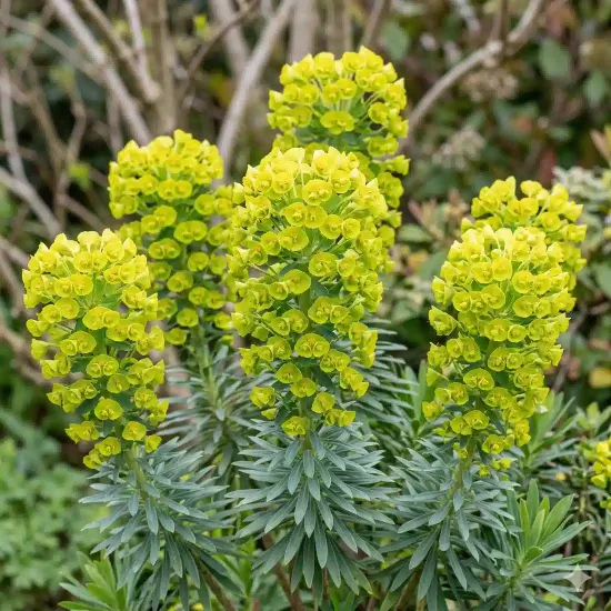 Euphorbe 'Characias'