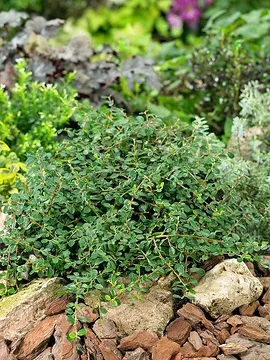 Cotonéaster 'Streibs findling'
