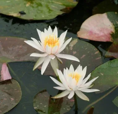Nénuphar 'Arc en ciel'