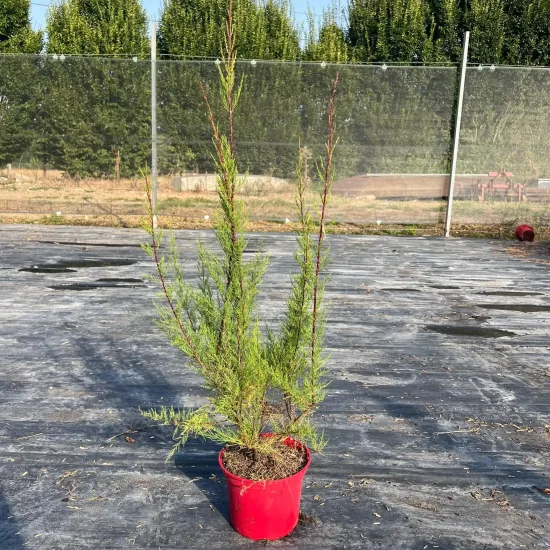 Tamaris de printemps 'Tetrandra'