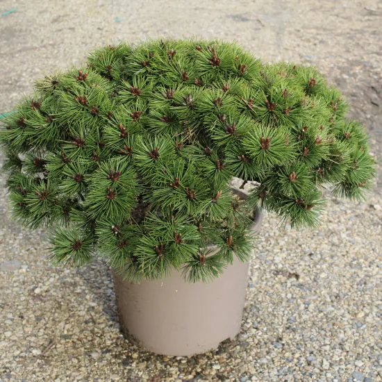 Pin noir 'Agnes bregeon'
