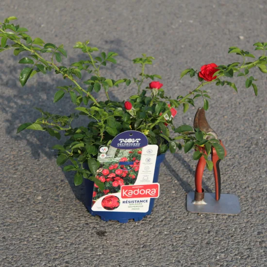 Rosier 'Kadora '