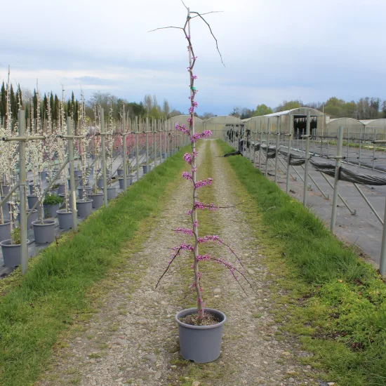Gainier du canada 'Lavender twist'