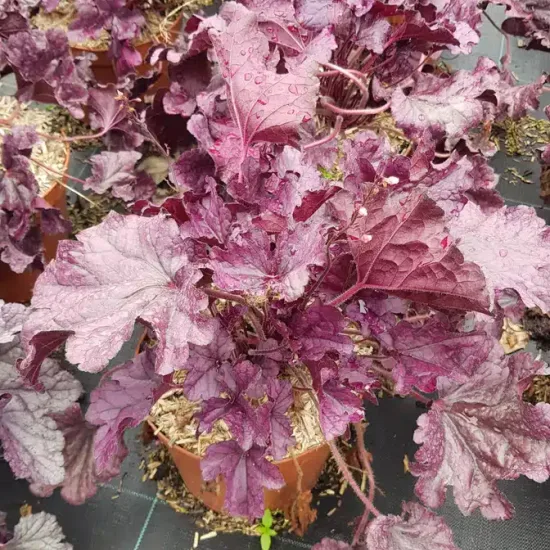 Heuchères 'Forever purple'