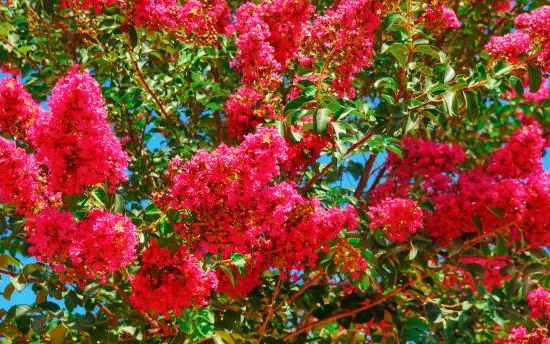 Lilas des indes 'Petite red'