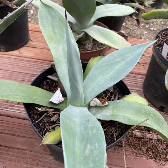 Agave de weber
