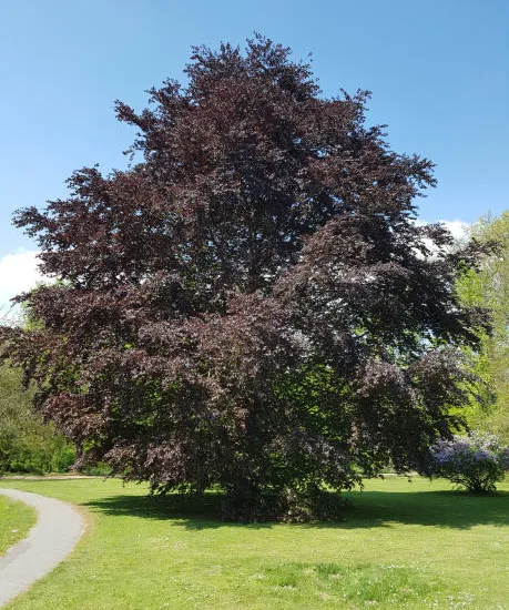 Hêtre commun 'Riversii'