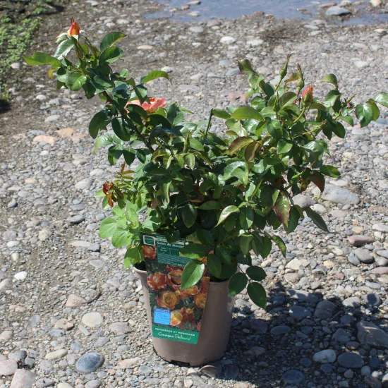 Rosier 'Soleil du monde '