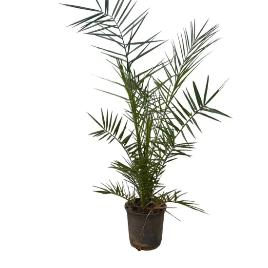 Phoenix roebelenii