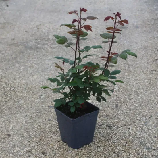 Rosier 'Arpege '