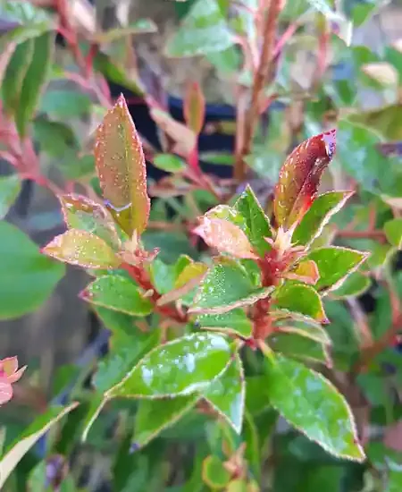 Photinia 'Chico'