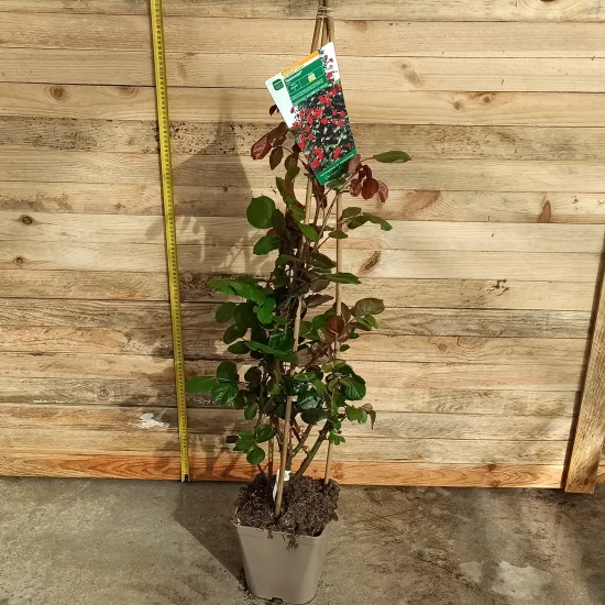 Rosier 'Salammbo'