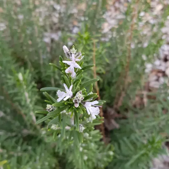 Rosmarinus officinalis
