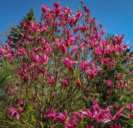 Magnolia 'Galaxy'
