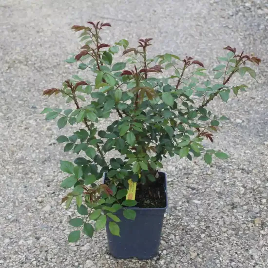 Rosier 'Rose de beaune '